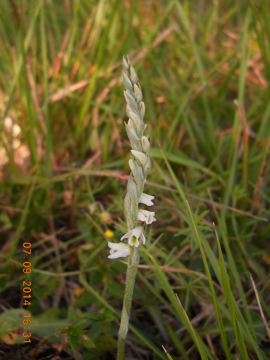 Spiranthes spiralis